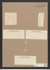 Amphora oblonga Greg. (de-Toni-Nr.: Genus 36, Species 1673) Zeichnungen Sammlung Grunow Nr. 3220 (NHMW-BOT-W0370677)